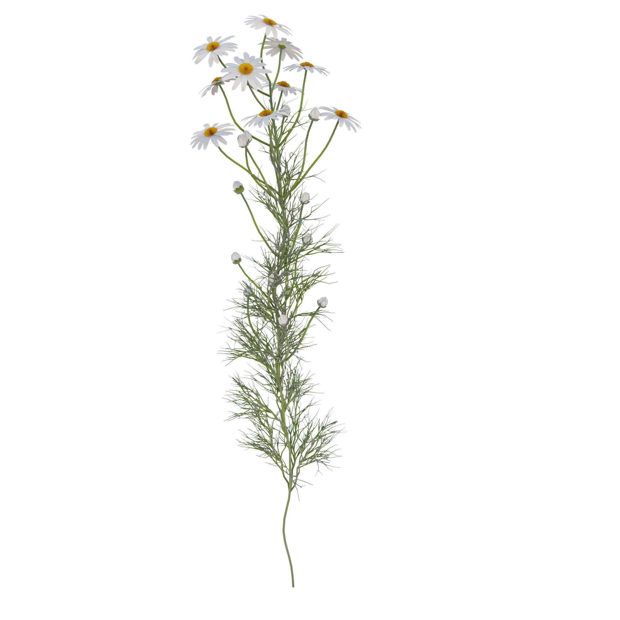 chamomile daisies 3D model_18