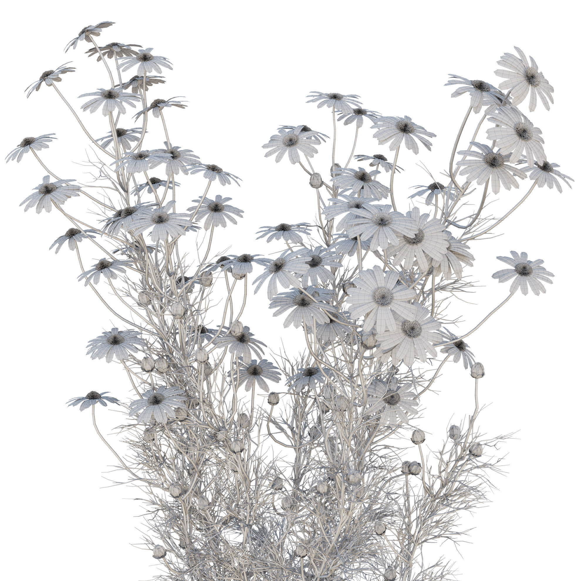chamomile daisies 3D model_26