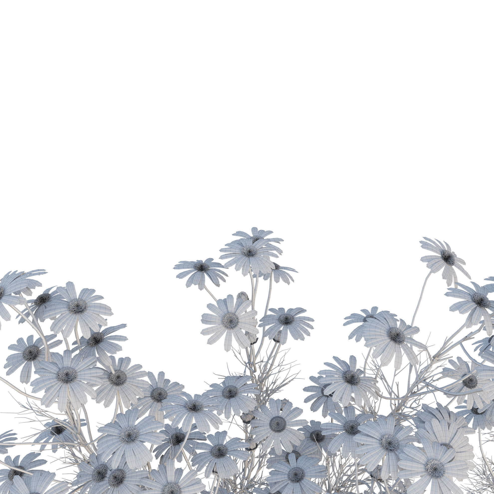 chamomile daisies 3D model_28
