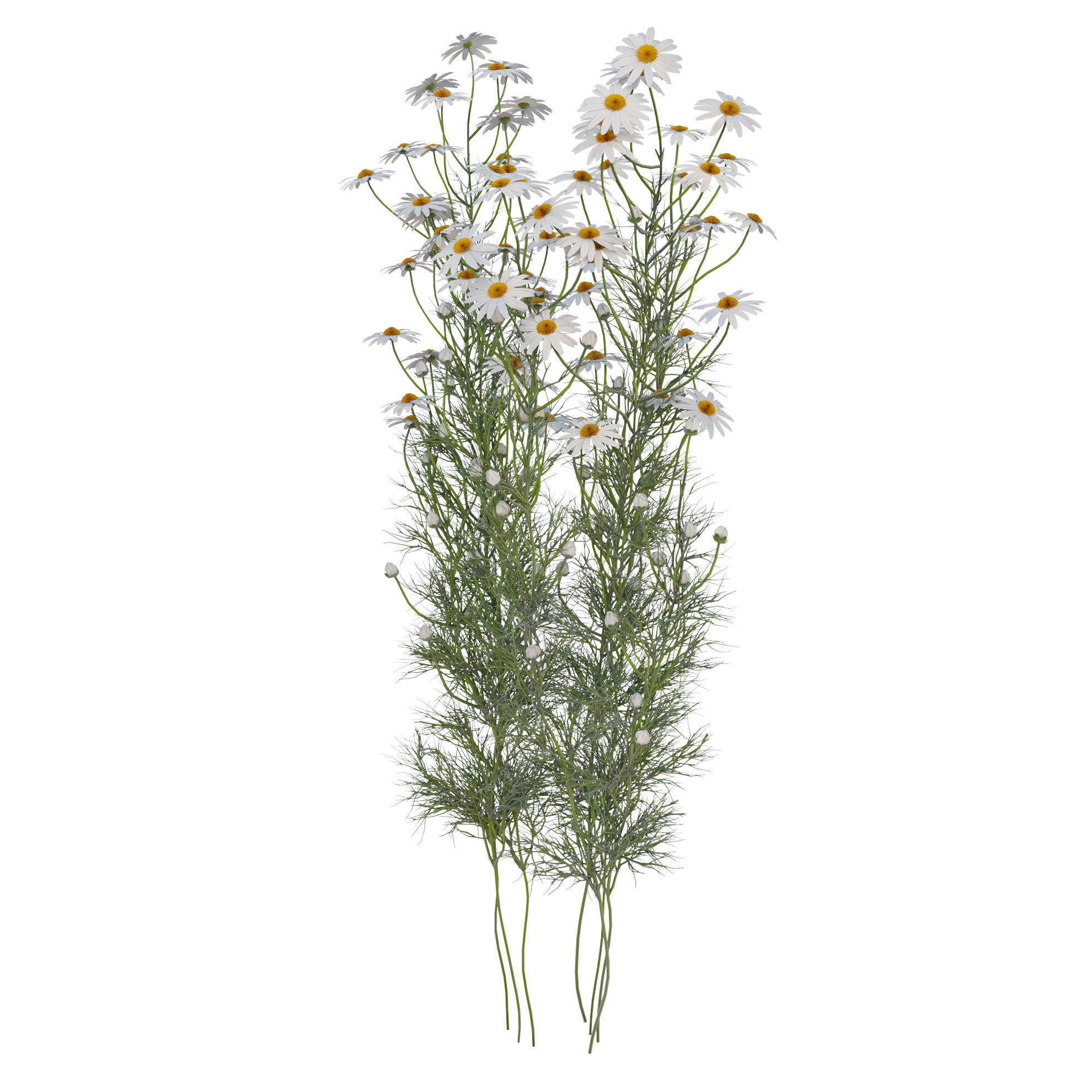 chamomile daisies 3D model_12