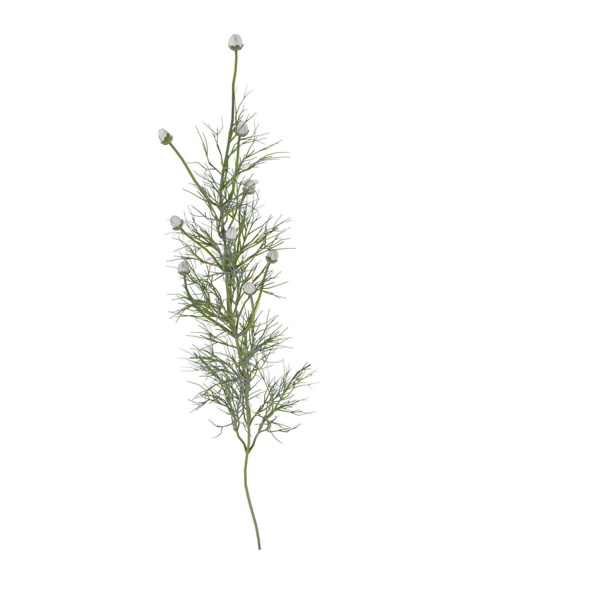 chamomile daisies 3D model_22