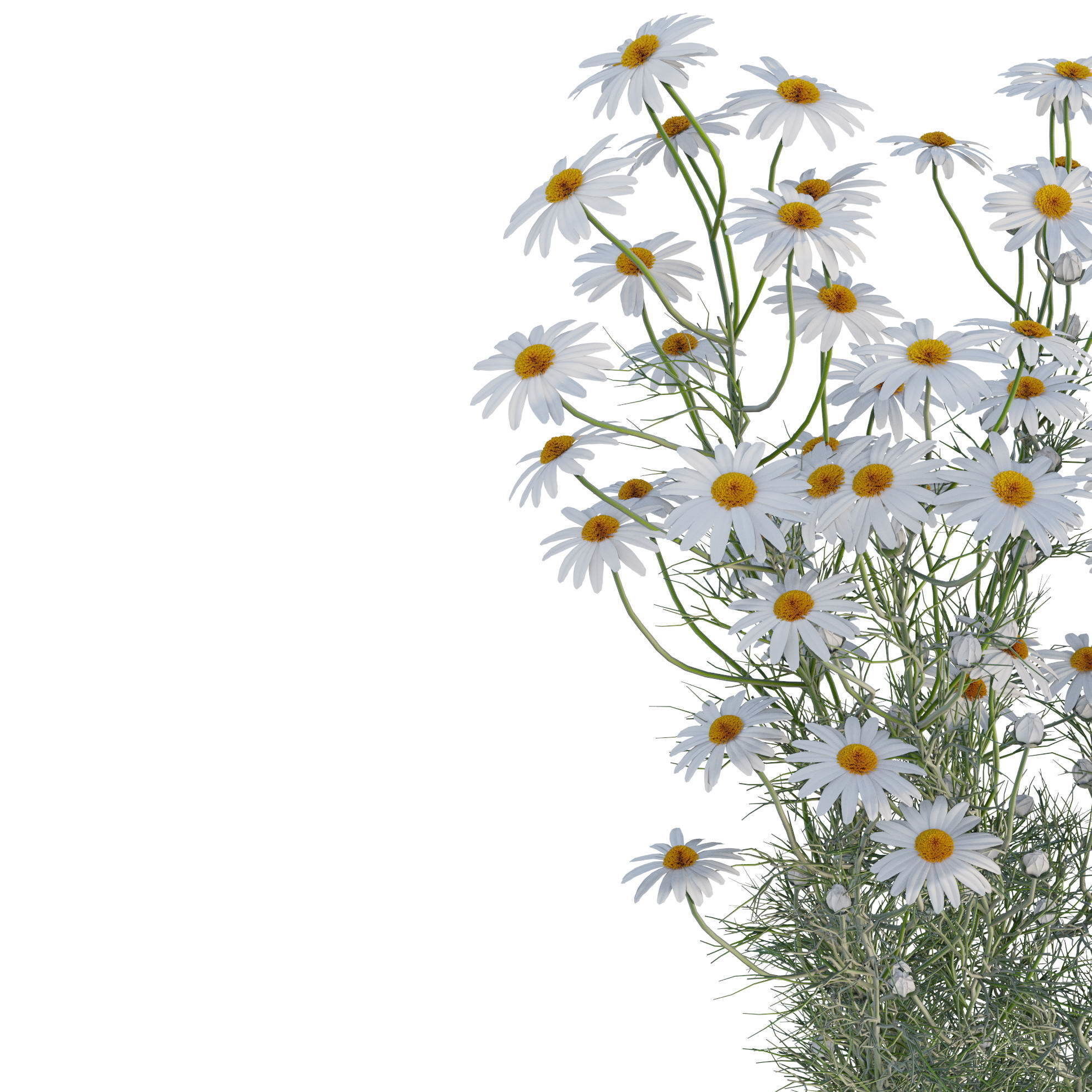 chamomile daisies 3D model_3
