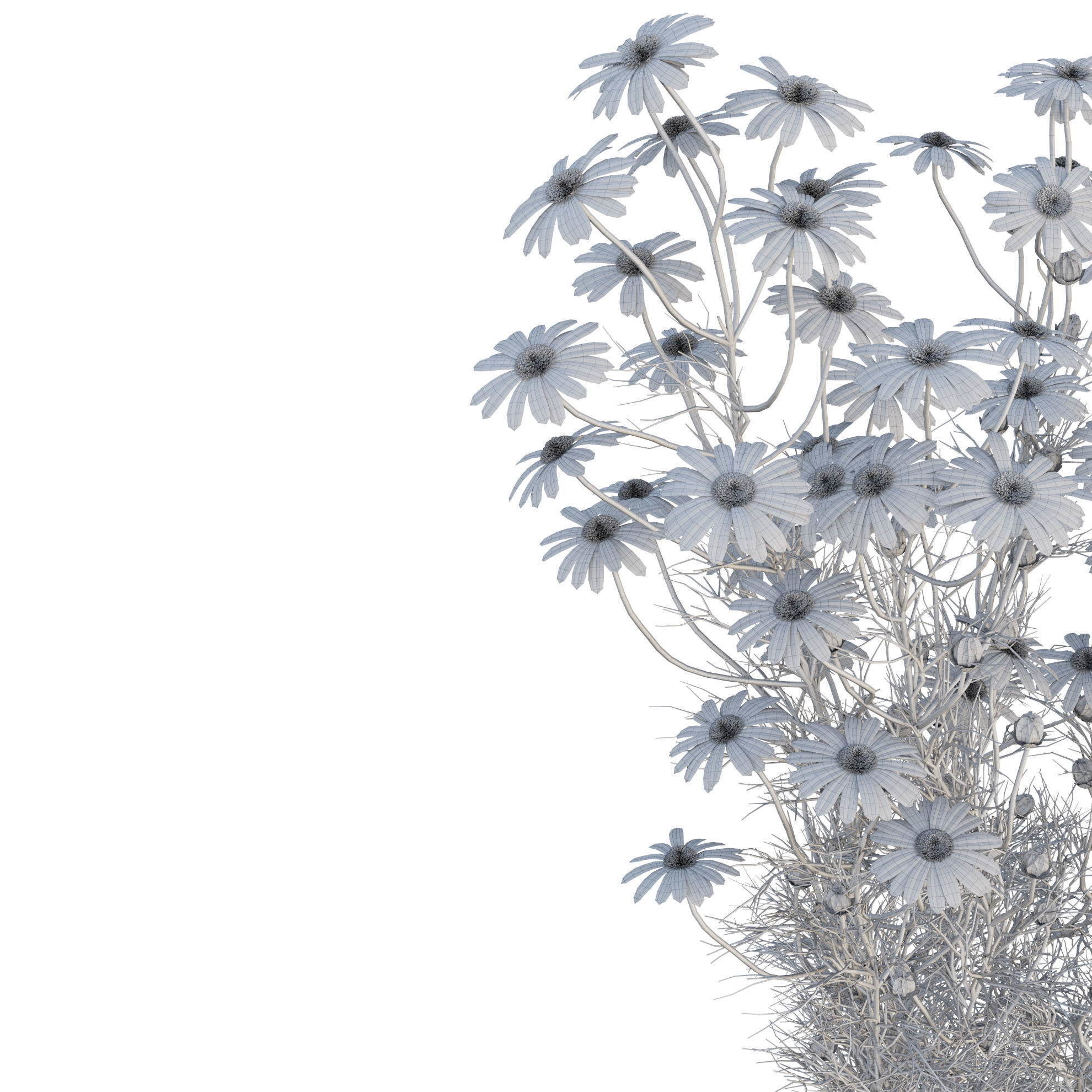 chamomile daisies 3D model_27