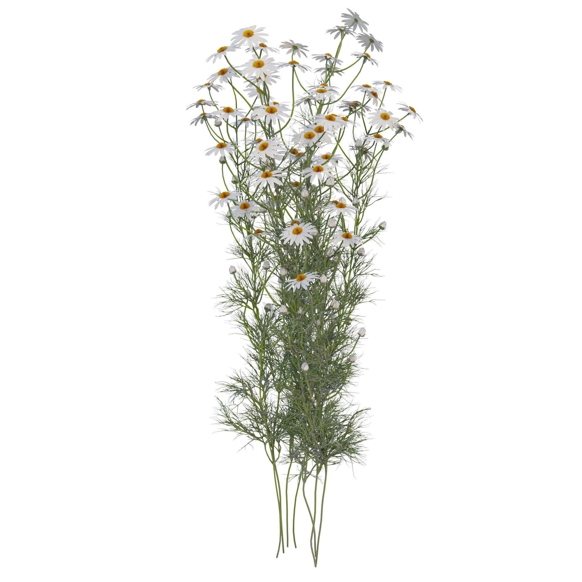 chamomile daisies 3D model_8