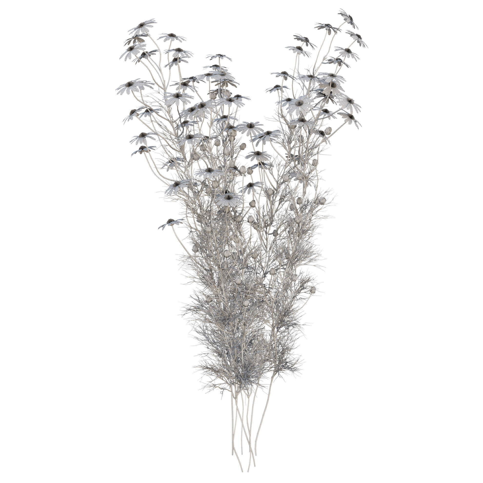 chamomile daisies 3D model_30