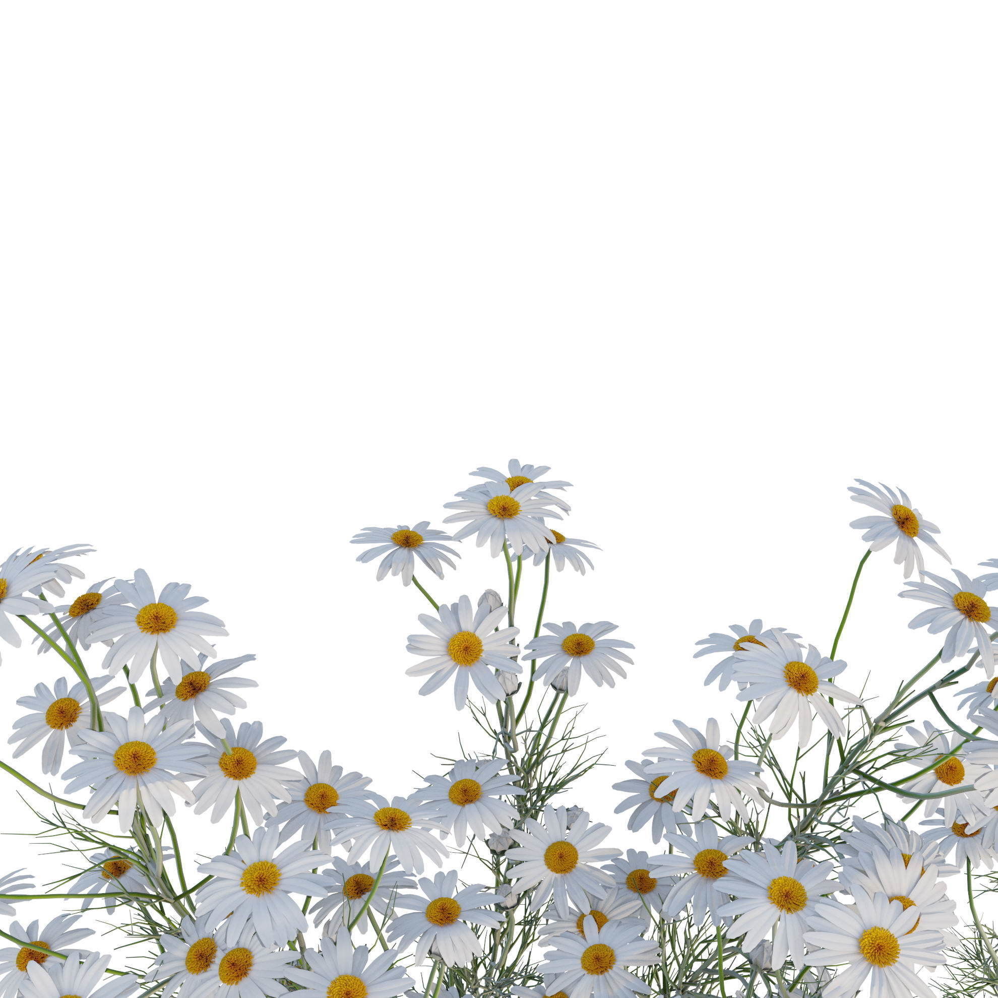 chamomile daisies 3D model_4