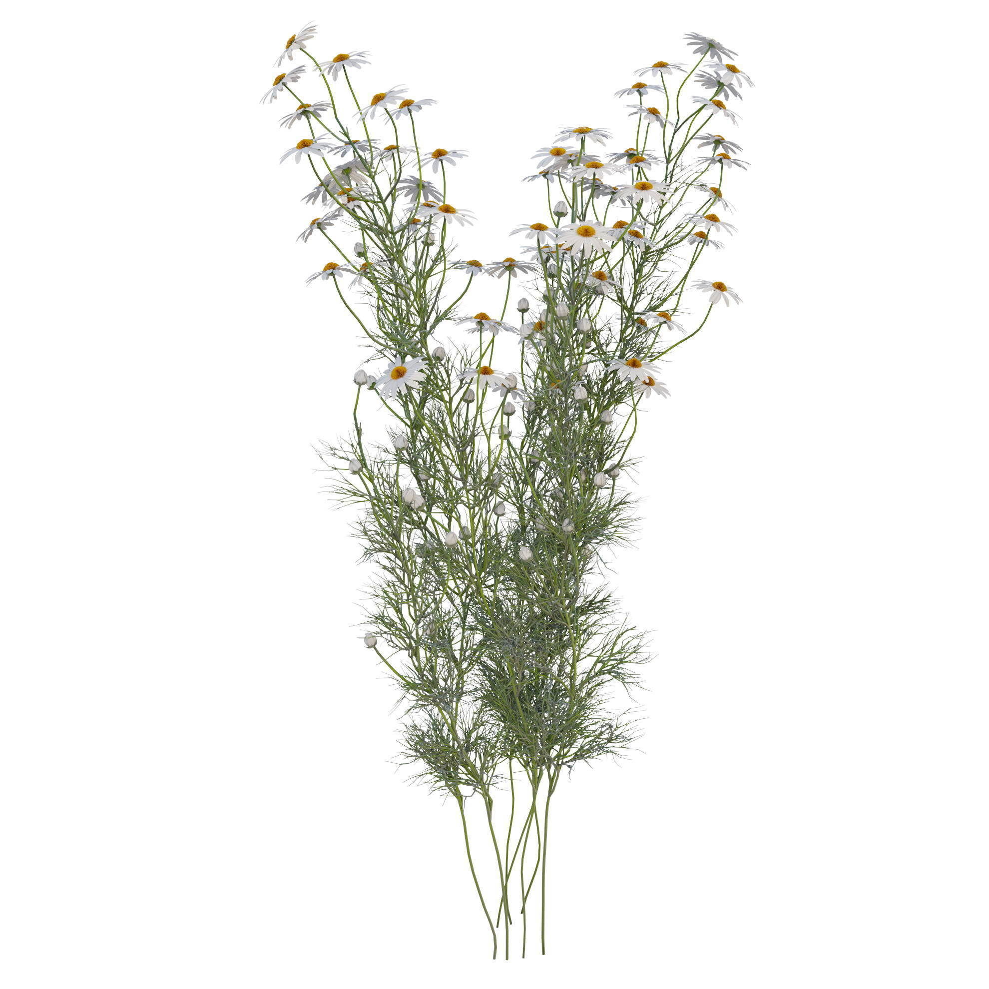 chamomile daisies 3D model_9