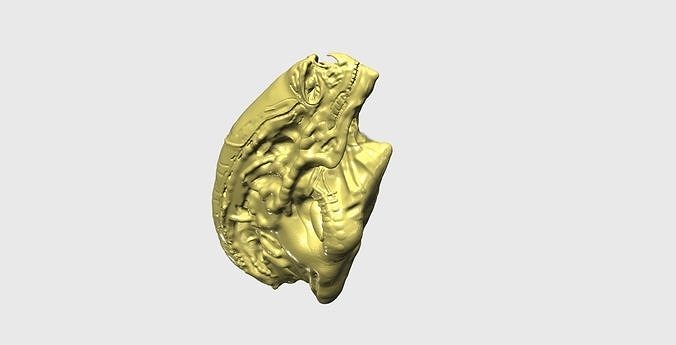 Newborn Alien - Alien Sapien - Head 3D print model