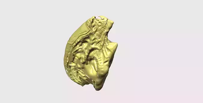 Newborn Alien - Alien Sapien - Head 3D print model