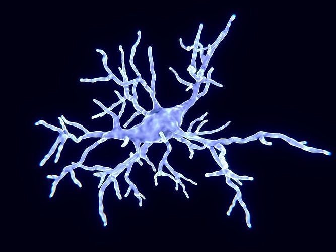 Microglial cell 3D model