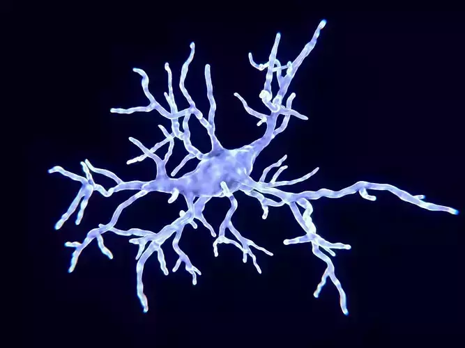 Microglial cell 3D model