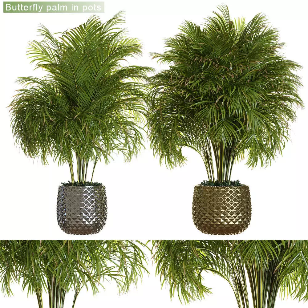 Butterfly palm in pots 3D model