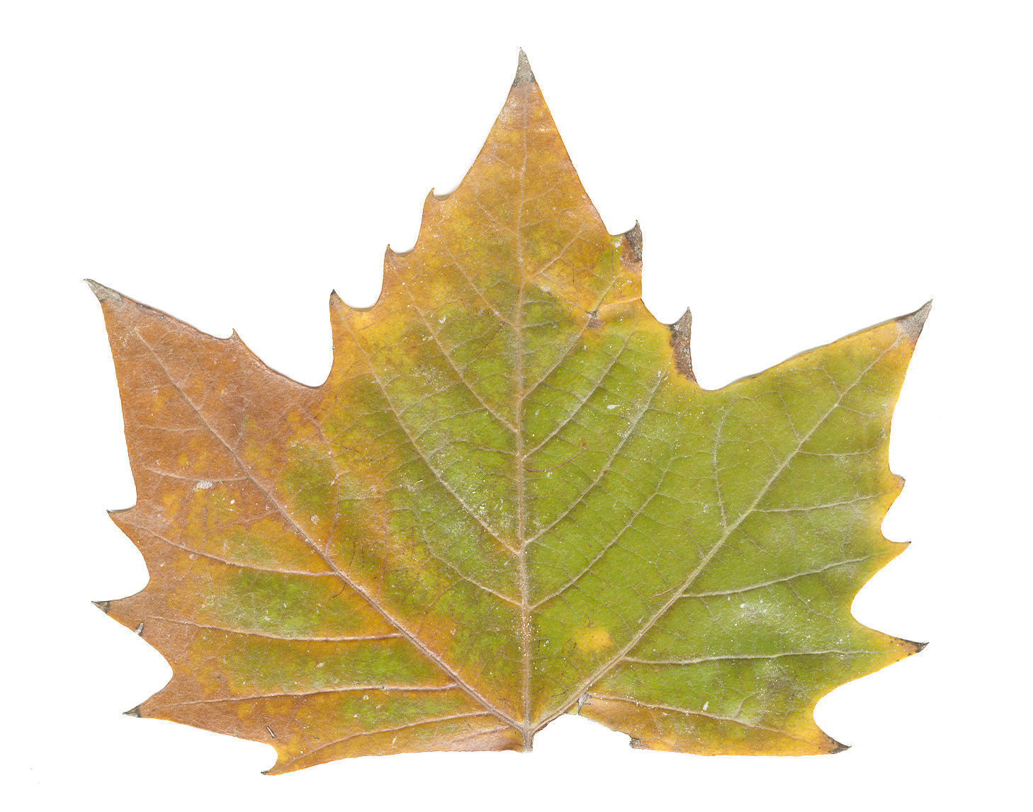 Photorealistic Leaves - Volume 1 3D model_7