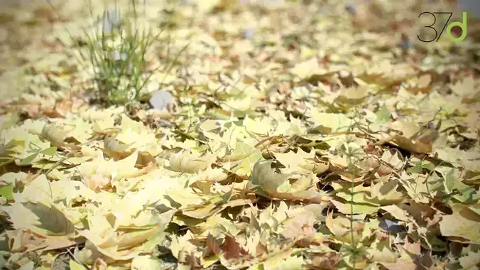 Photorealistic Leaves - Volume 1