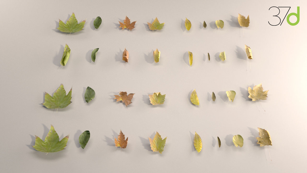 Photorealistic Leaves - Volume 1 3D model_2