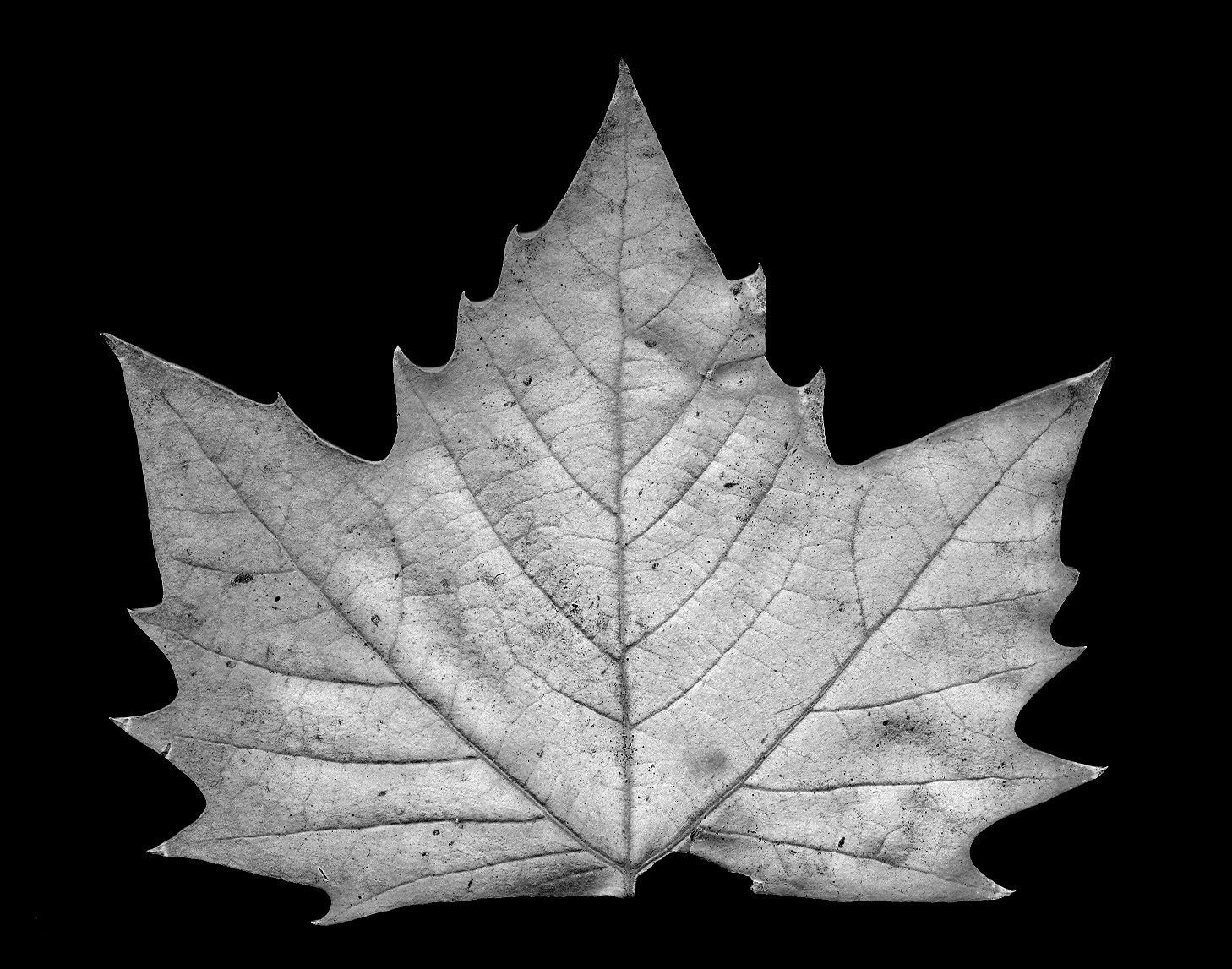 Photorealistic Leaves - Volume 1 3D model_5