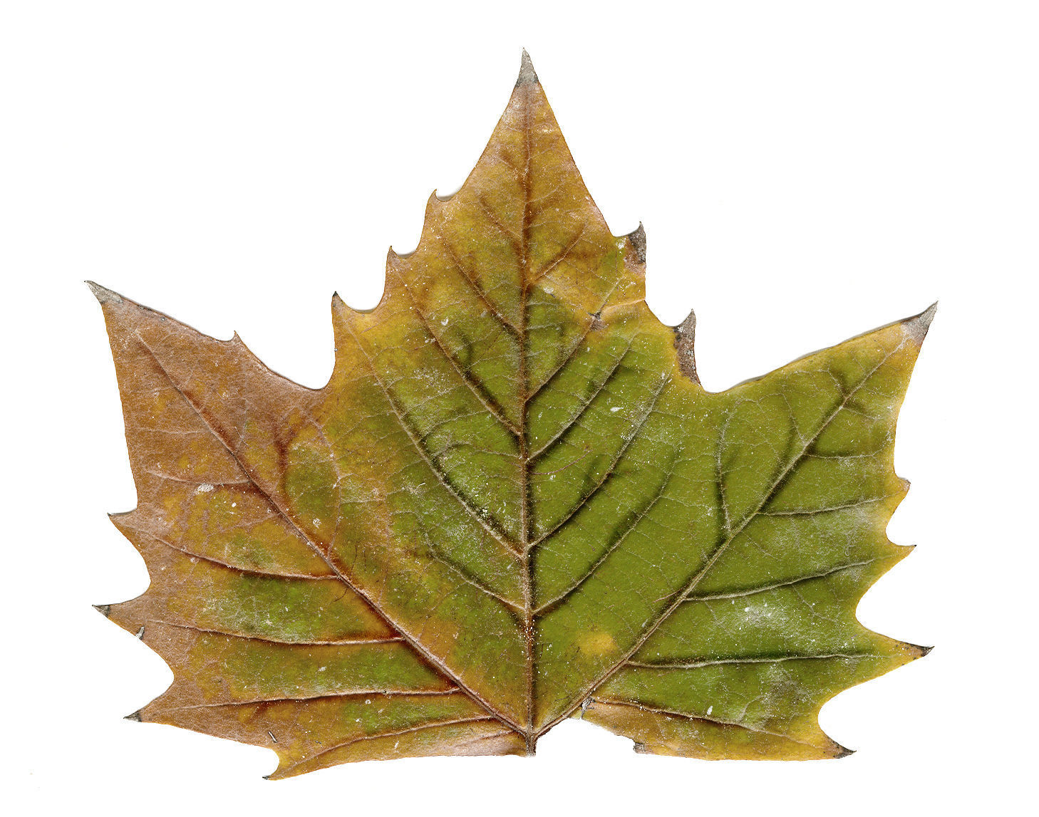 Photorealistic Leaves - Volume 1 3D model_6