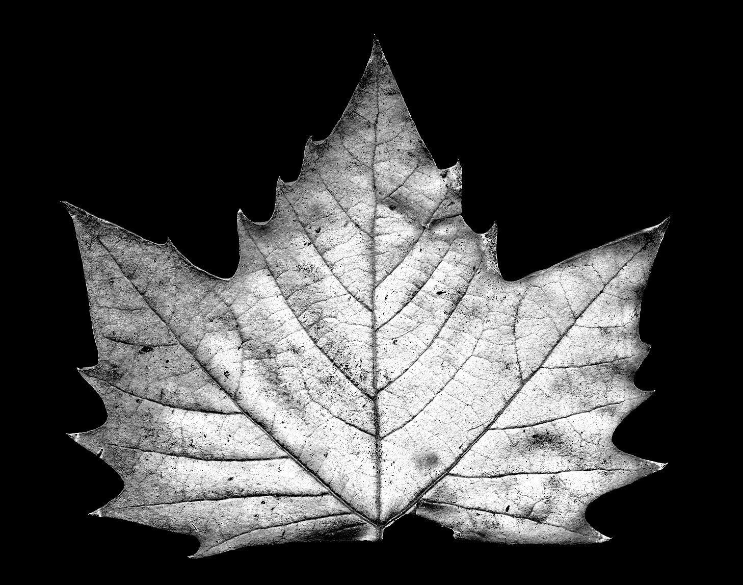 Photorealistic Leaves - Volume 1 3D model_10