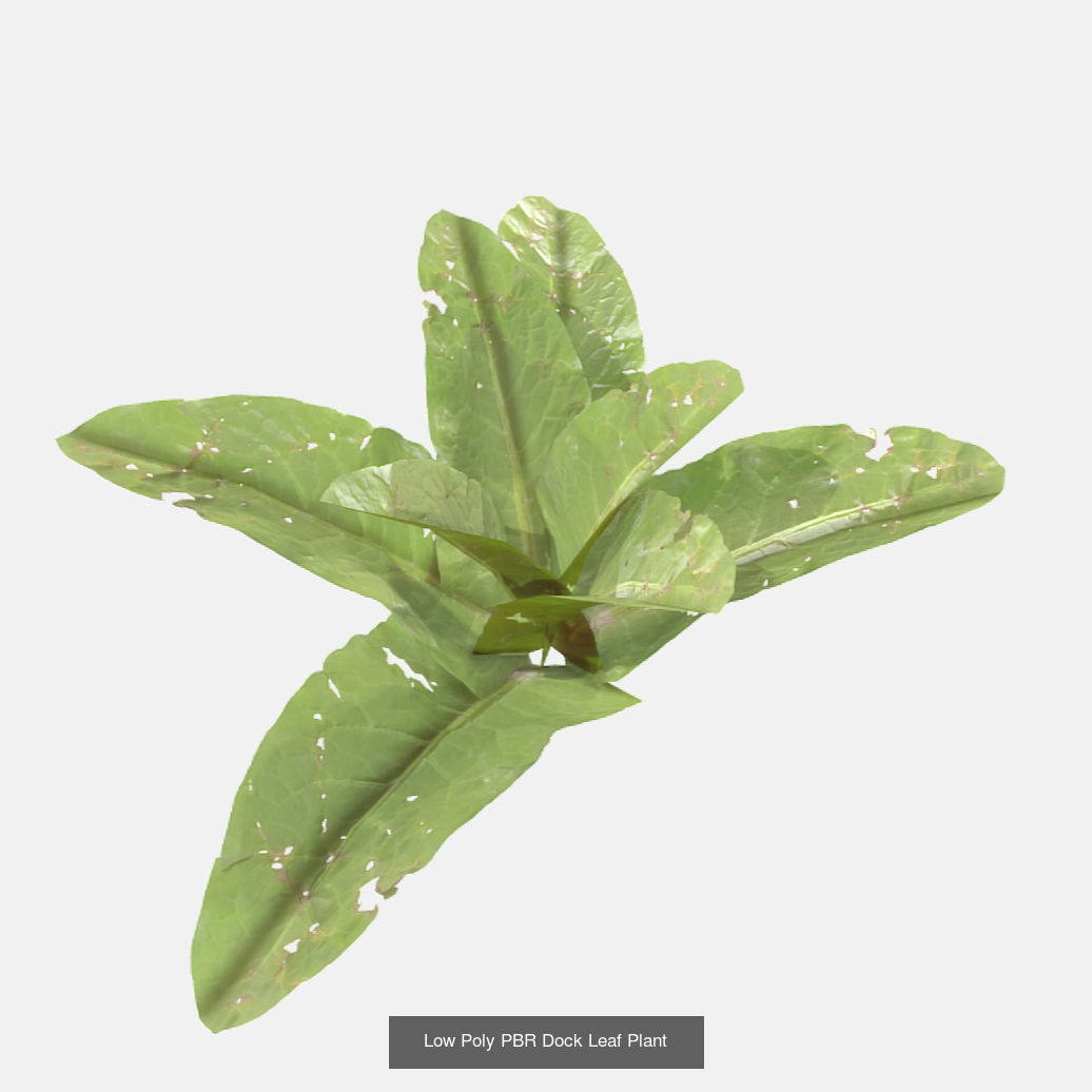 Plants - Foliage and Flora Pack 3D Model Collection_16
