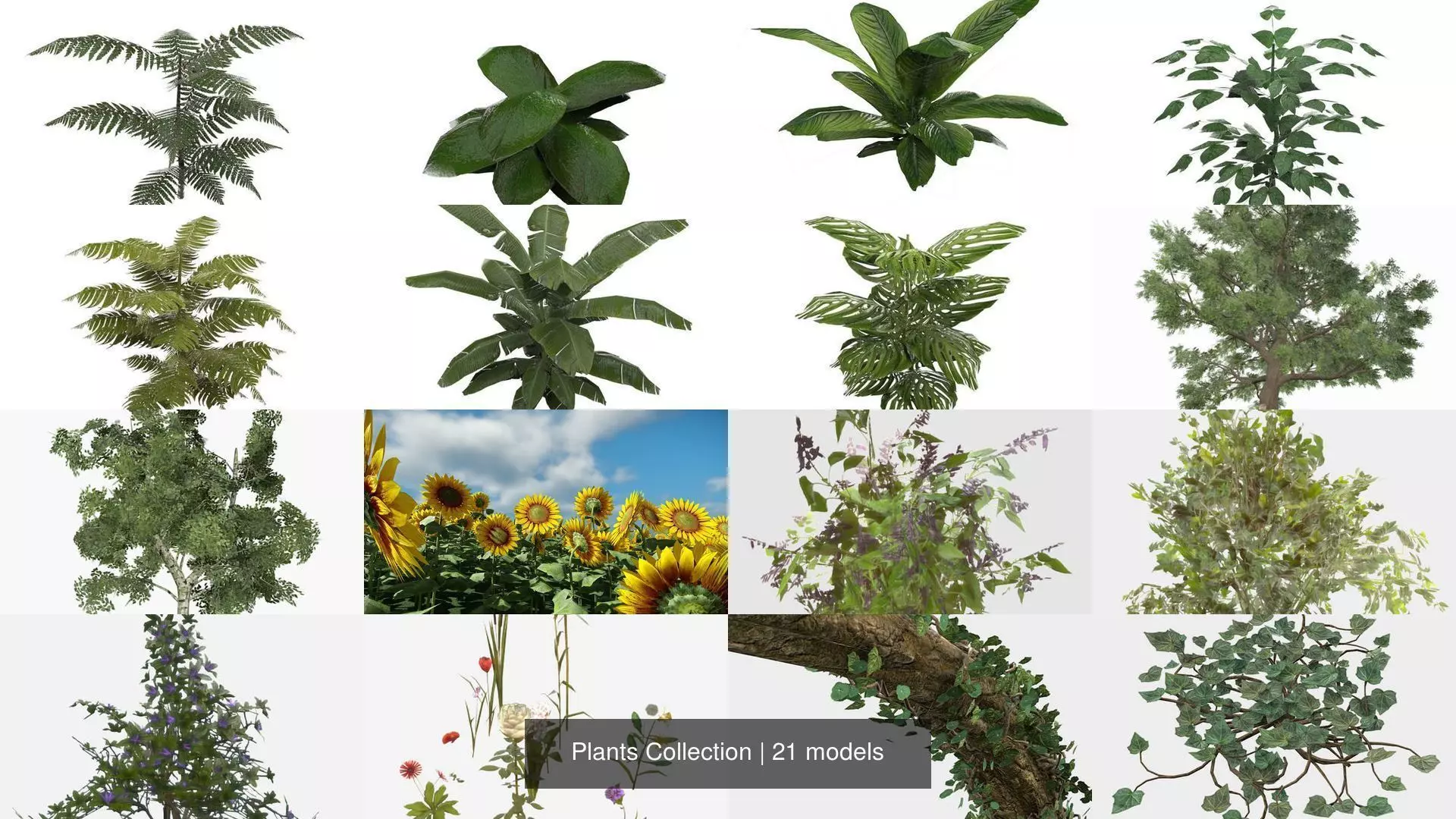 Plants - Foliage and Flora Pack 3D Model Collection_0