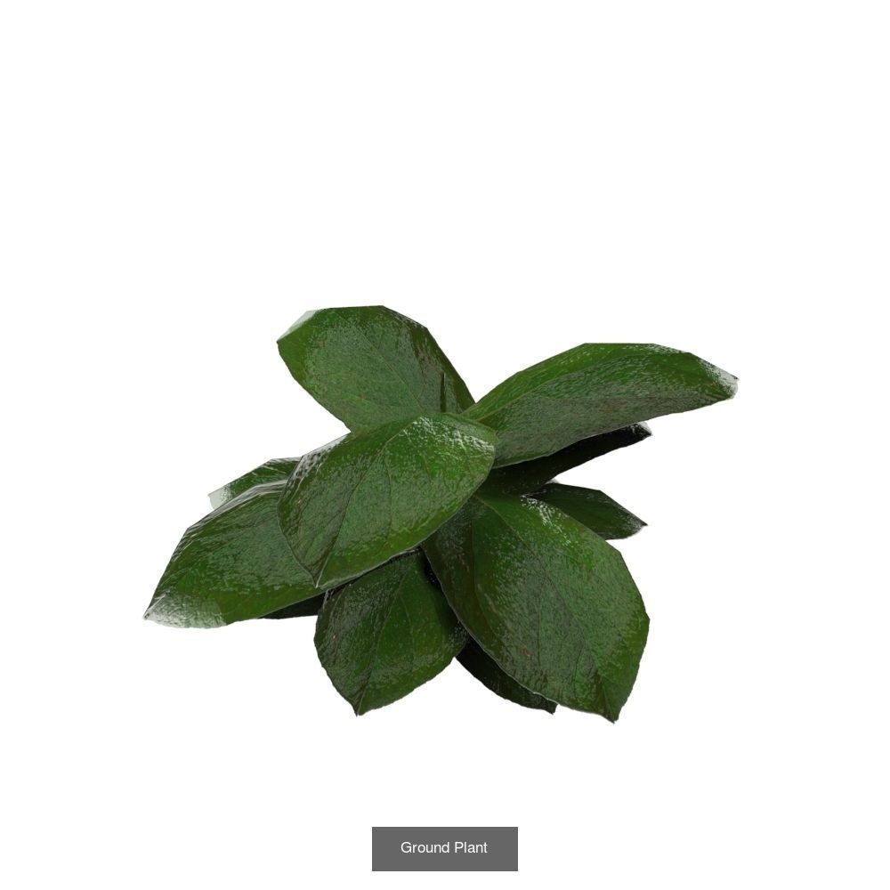 Plants - Foliage and Flora Pack 3D Model Collection_2