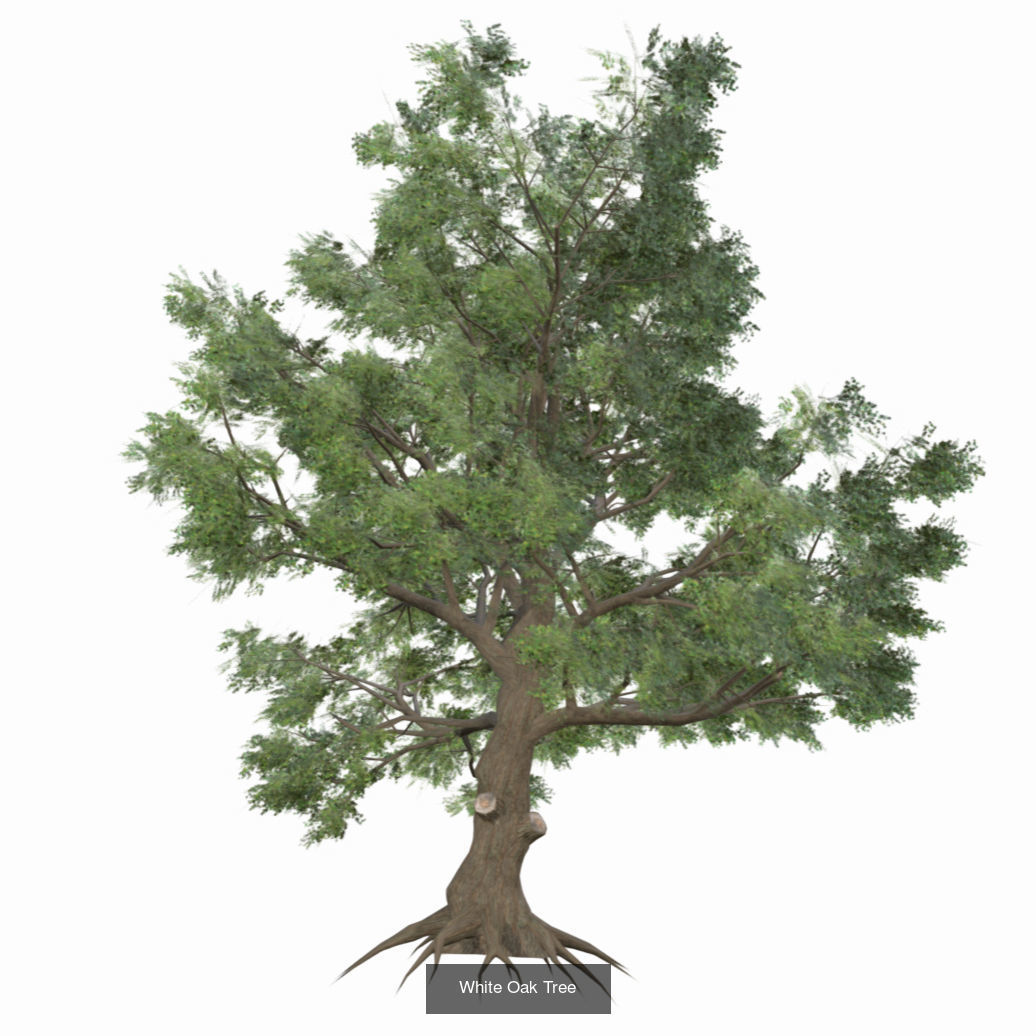 Plants - Foliage and Flora Pack 3D Model Collection_8