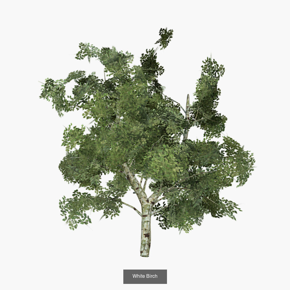 Plants - Foliage and Flora Pack 3D Model Collection_9