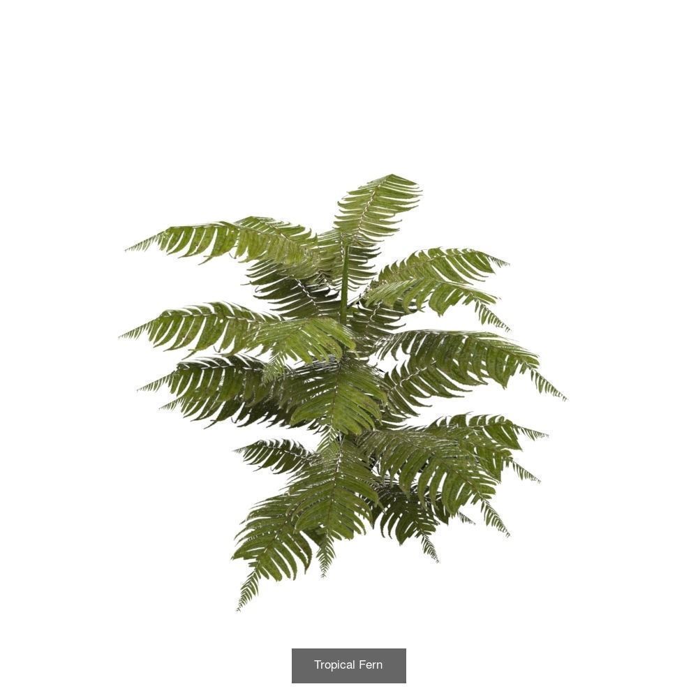 Plants - Foliage and Flora Pack 3D Model Collection_5