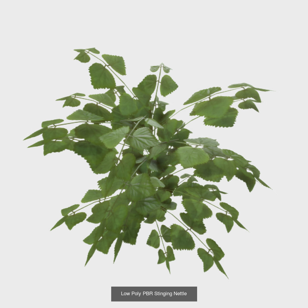 Plants - Foliage and Flora Pack 3D Model Collection_20