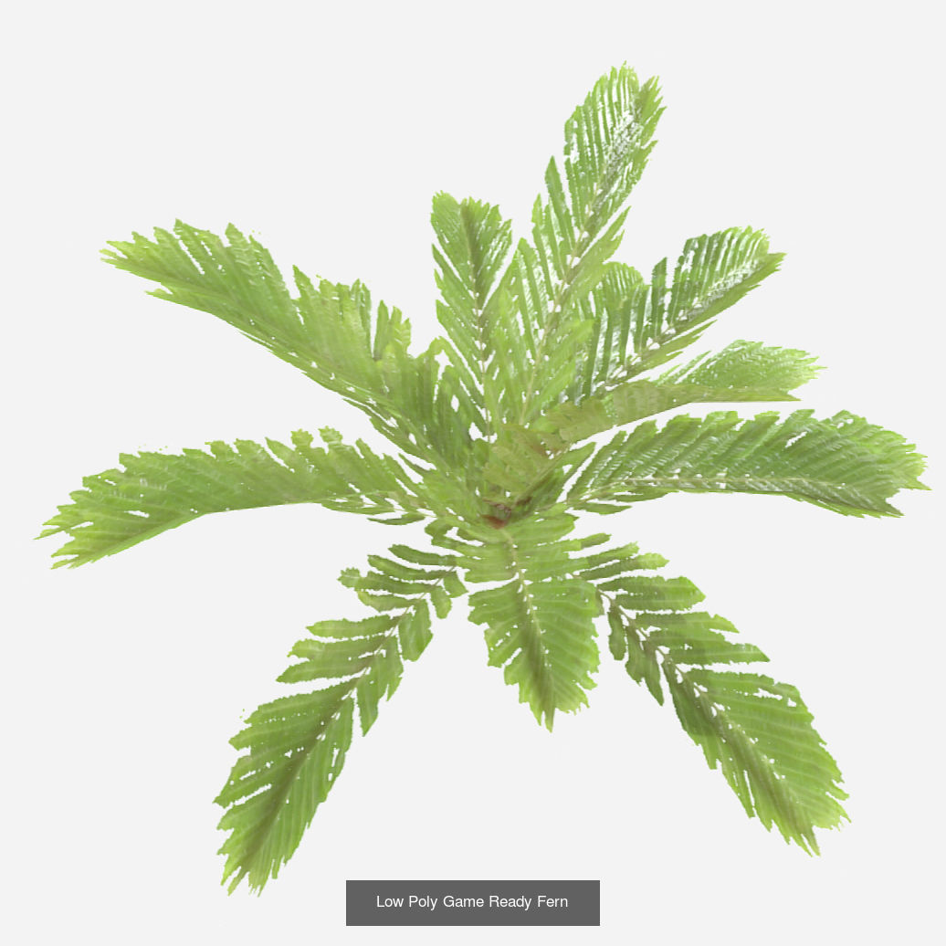 Plants - Foliage and Flora Pack 3D Model Collection_18