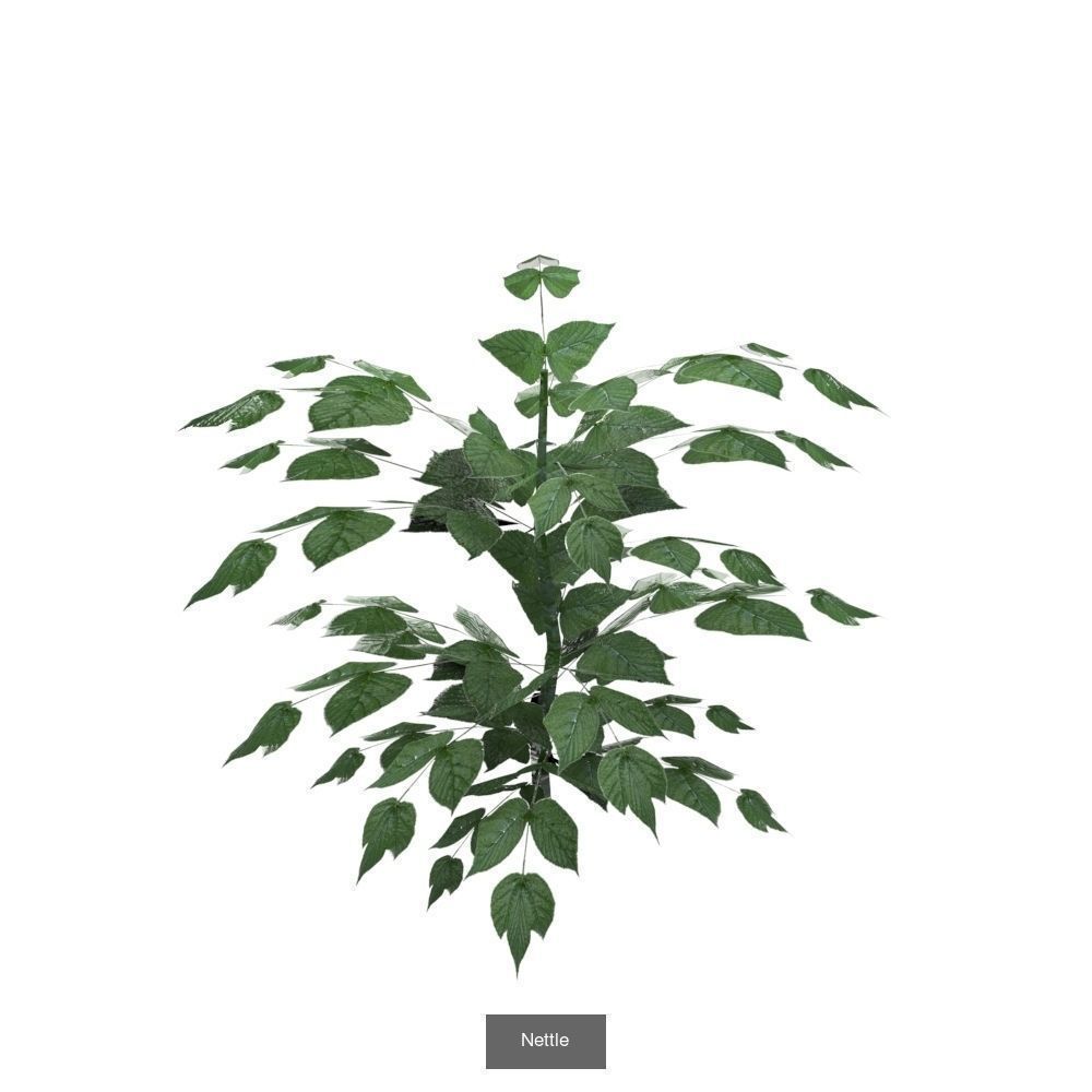 Plants - Foliage and Flora Pack 3D Model Collection_4