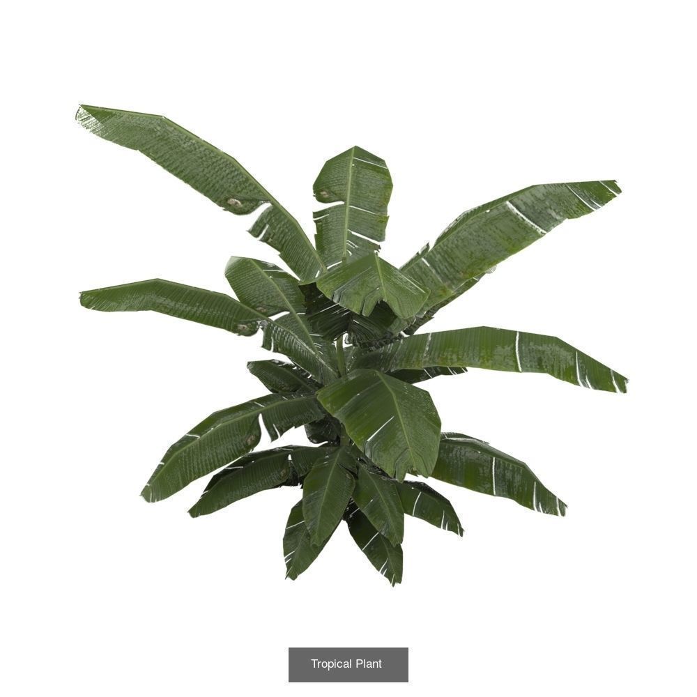 Plants - Foliage and Flora Pack 3D Model Collection_6