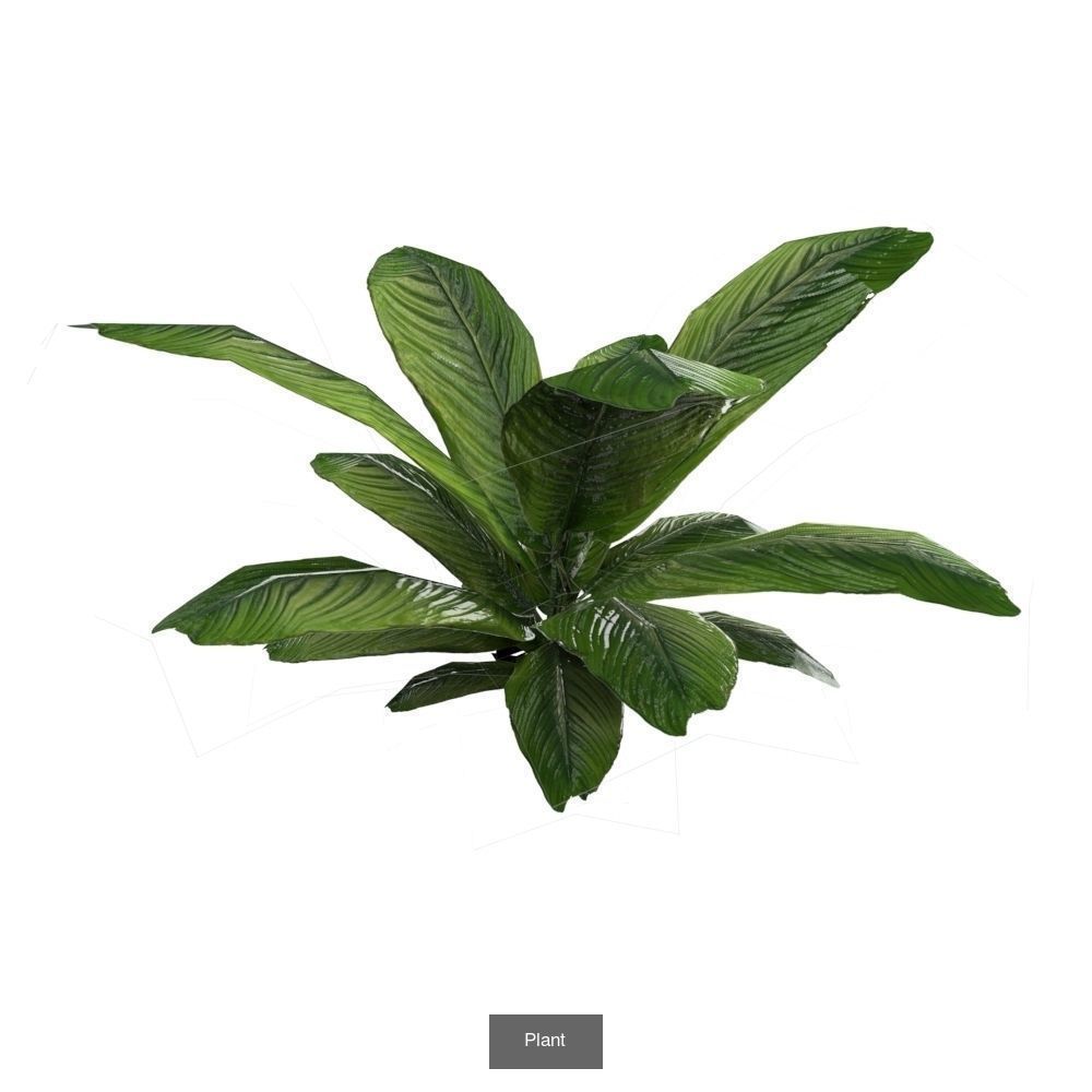 Plants - Foliage and Flora Pack 3D Model Collection_3