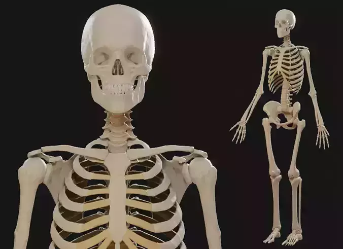 Skeleton PBR human Low-poly 3D model