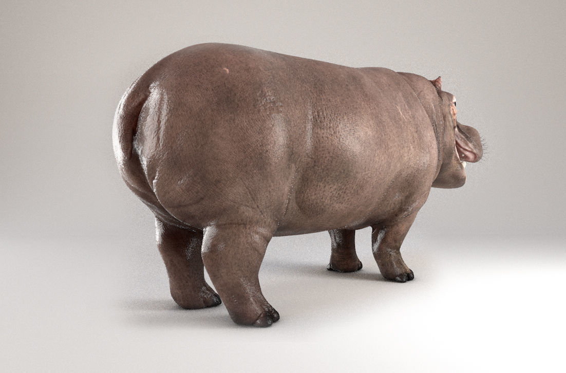 Hippopotamus Rigged 3D model_8
