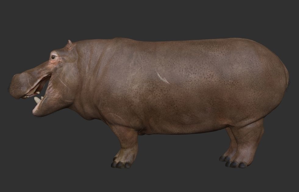 Hippopotamus Rigged 3D model_15