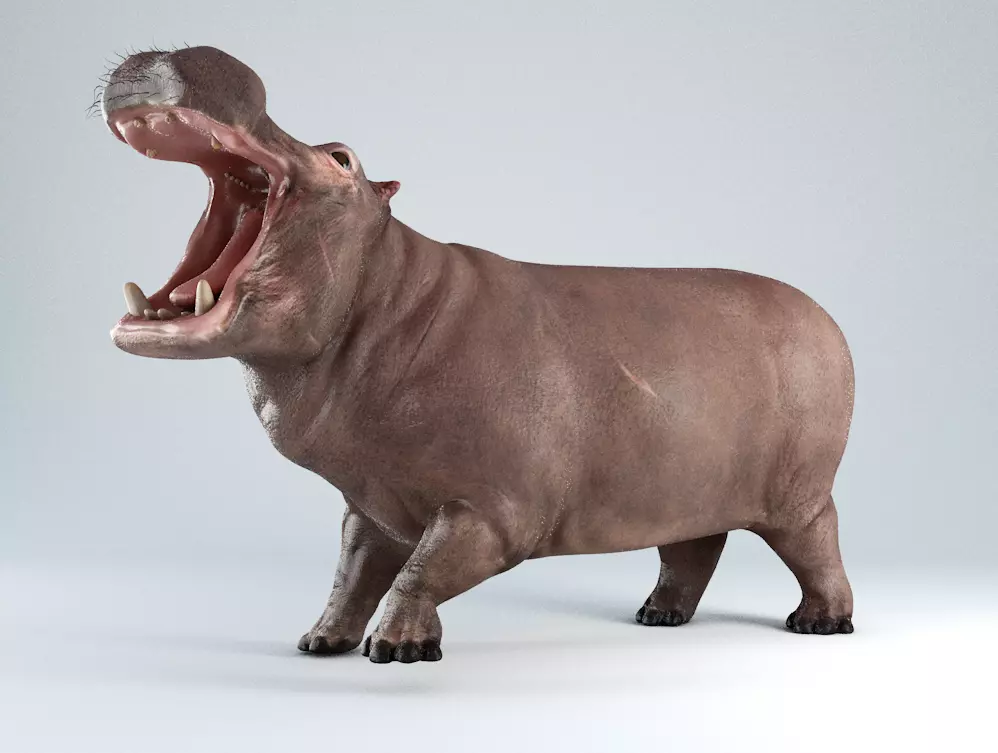 Hippopotamus Rigged 3D model_0