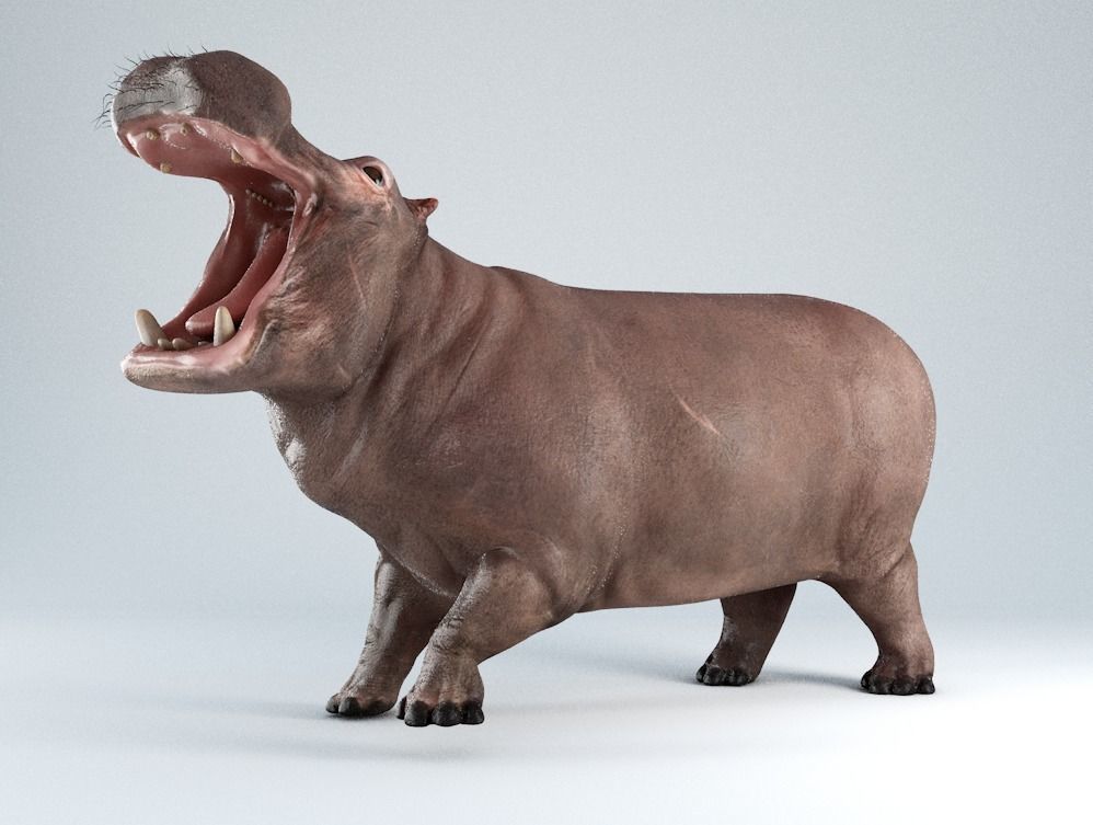 Hippopotamus Rigged 3D model_0
