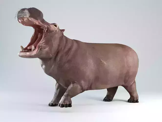 Hippopotamus Rigged 3D model