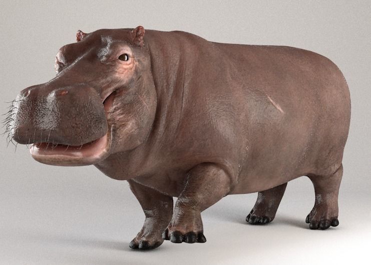 Hippopotamus Rigged 3D model_2