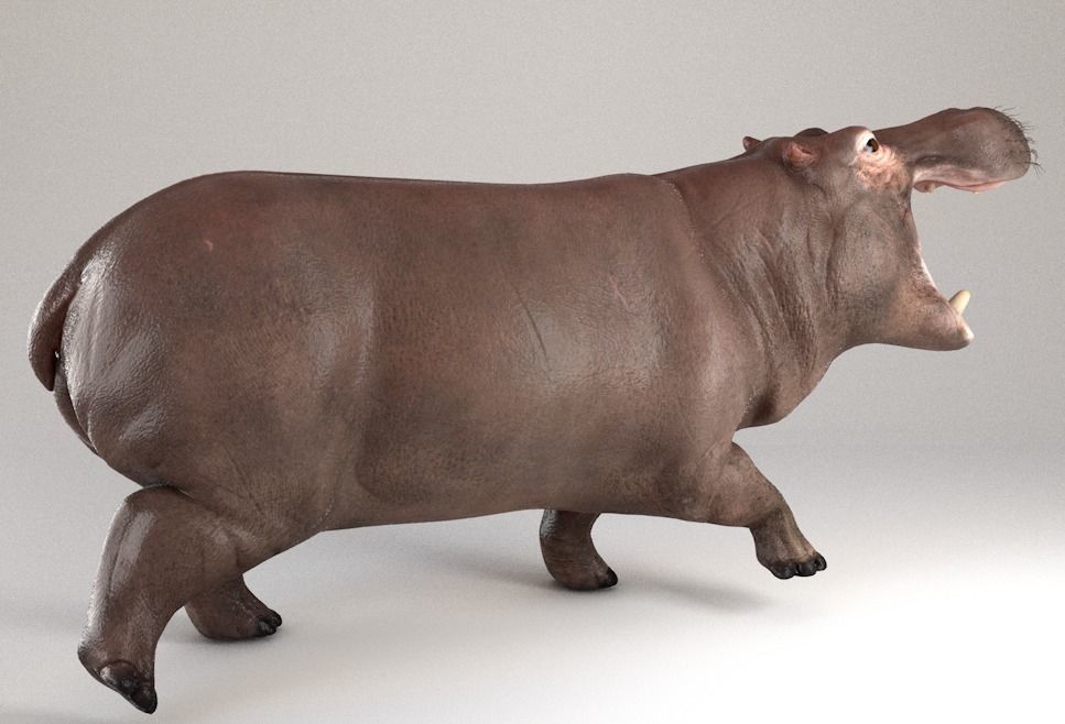 Hippopotamus Rigged 3D model_4