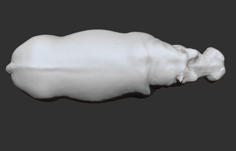Hippopotamus Rigged 3D model_17