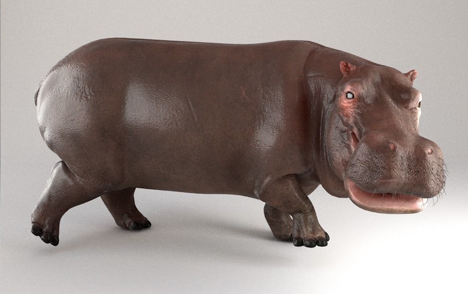 Hippopotamus Rigged 3D model_6