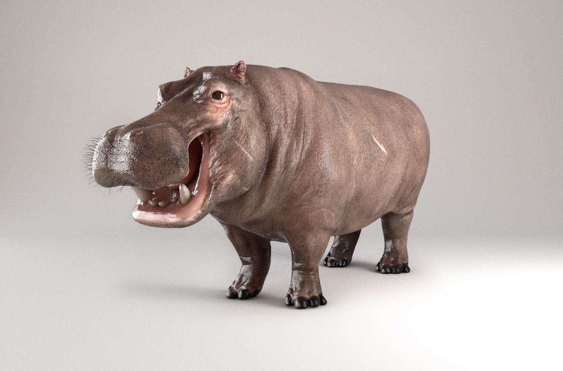 Hippopotamus Rigged 3D model_7