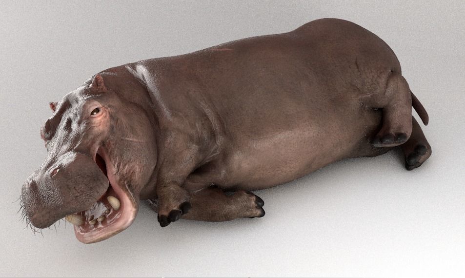 Hippopotamus Rigged 3D model_3