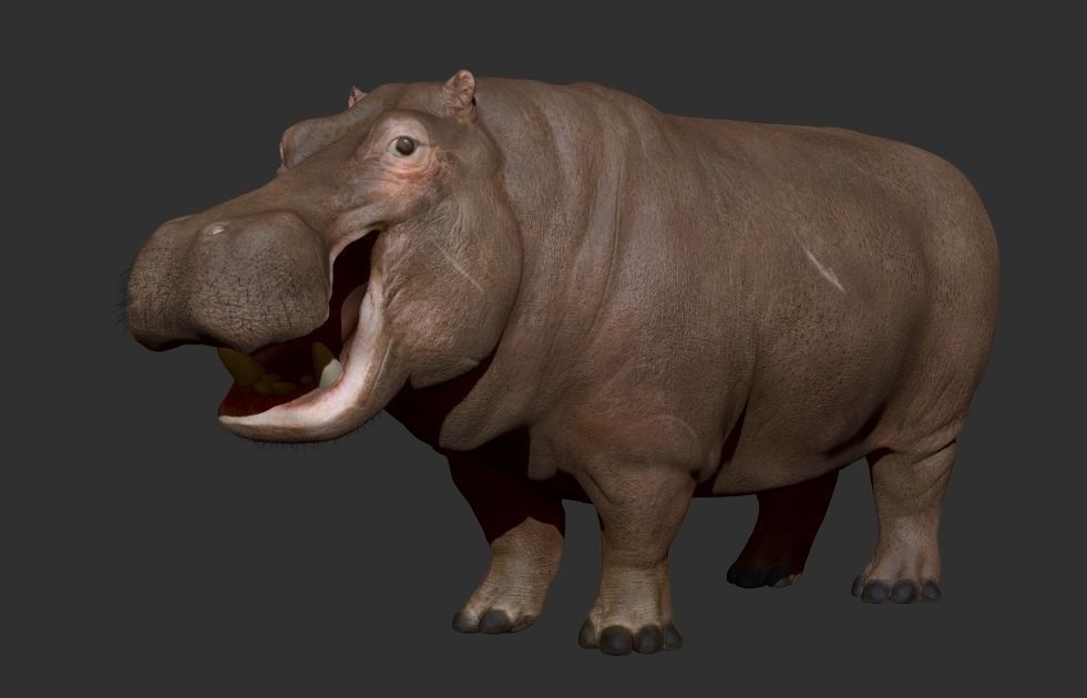 Hippopotamus Rigged 3D model_16