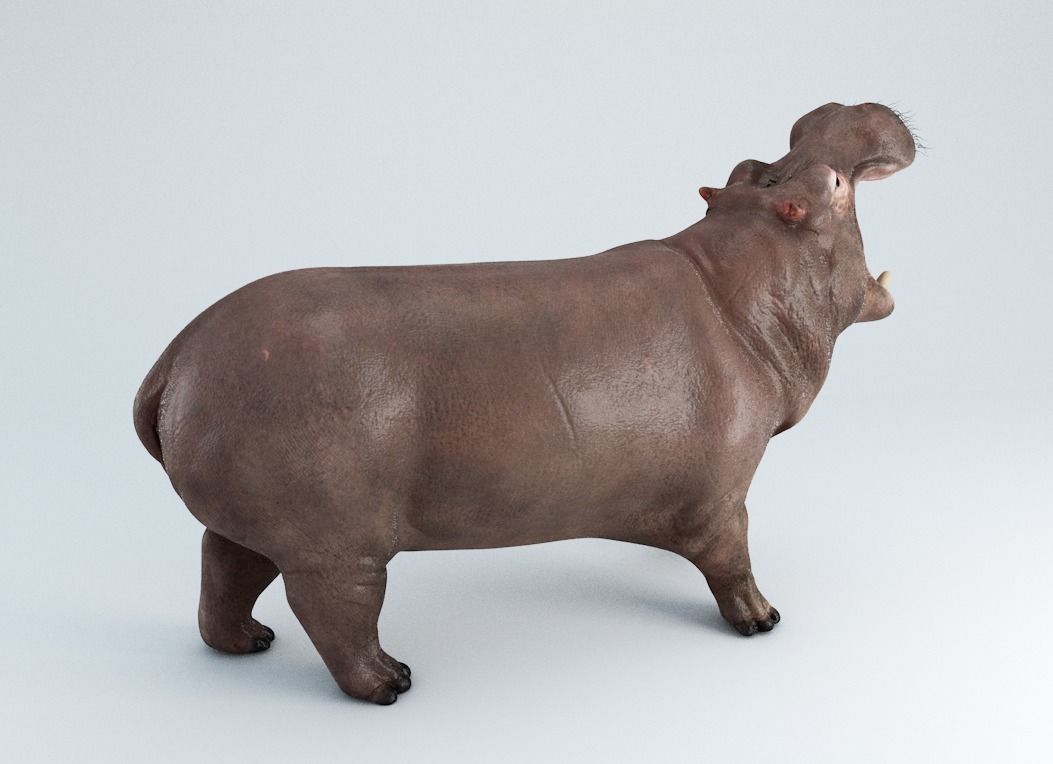 Hippopotamus Rigged 3D model_1