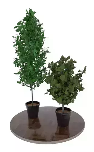 Plants1 three potted plants on wooden table