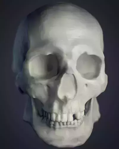 Cranial facial reconstruction - European male skull scan 3D print model