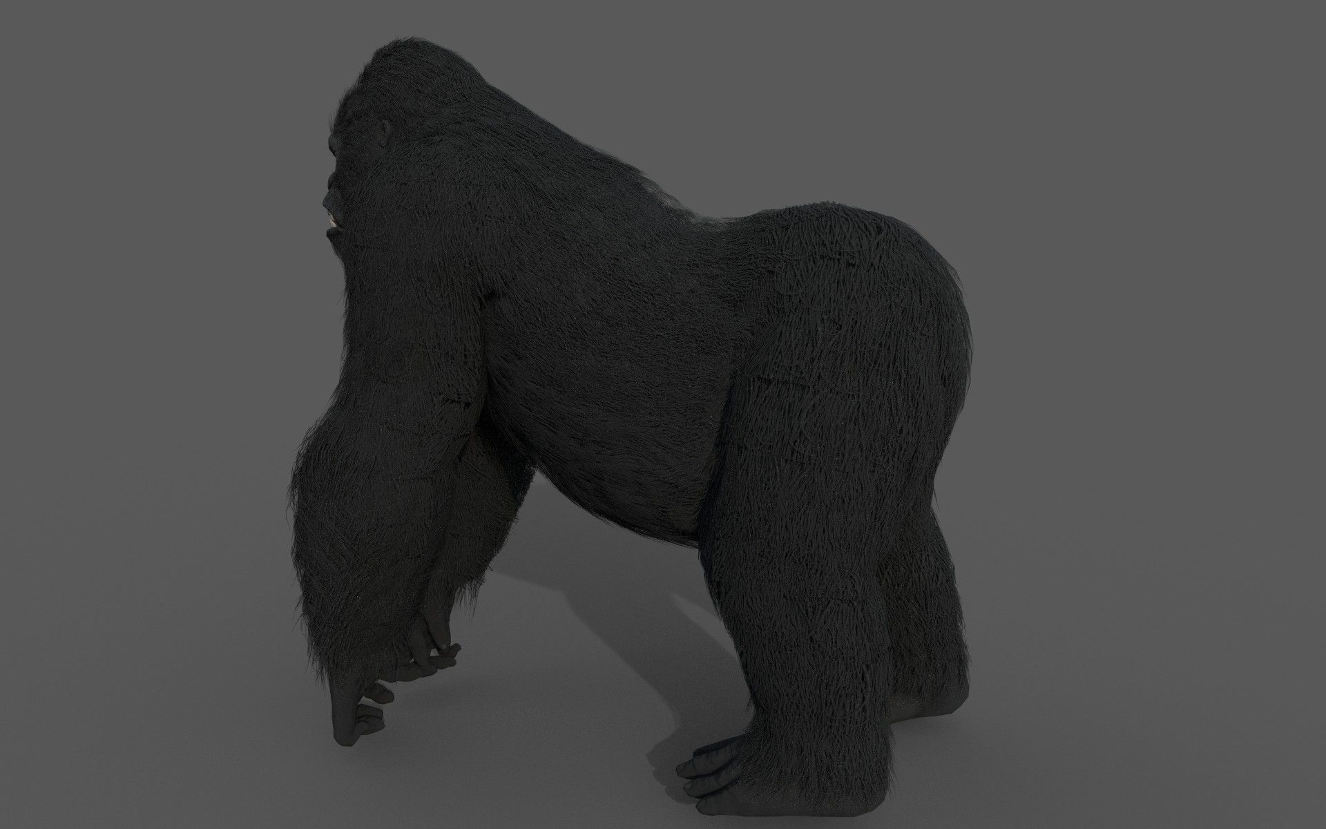 Realistic Gorilla  Face Rigged Game Ready Low-poly 3D model_4